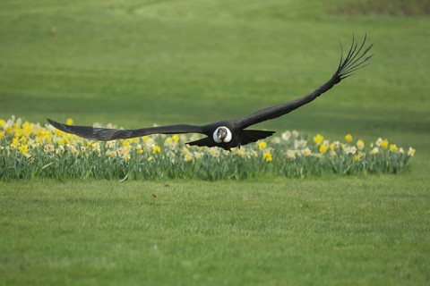 Andean condor (Vultur gryphus), flight, ground, flower meadow, new world vulture (Cathartidae),