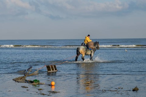 Horse fishermen with his trawl net catching Brown shrimp (Crangon crangon), Koksijde, North Sea