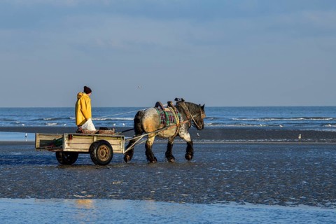 Horse fishermen on their way to fish for Brown shrimp (Crangon crangon), Koksijde, North Sea coast,