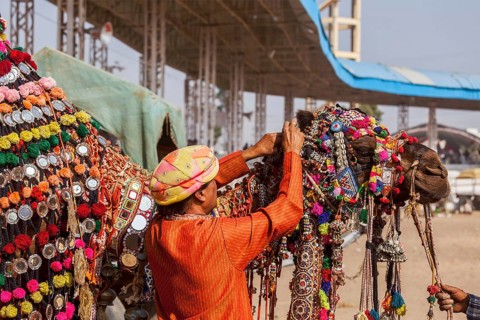 PUSHKAR, INDIA, NOVEMBER 22, 2012: Man decorating his camel for camel decoration contest at Pushkar