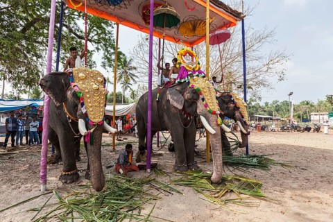 KOCHI, INDIA, FEBRUARY 24, 2013: Decorated elephants with brahmins (priests) in Hindu temple at