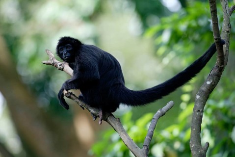 Black red-faced spider monkey (Ateles paniscus), lateral, side