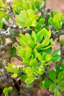 Botter boom (Tylecodon paniculatus)