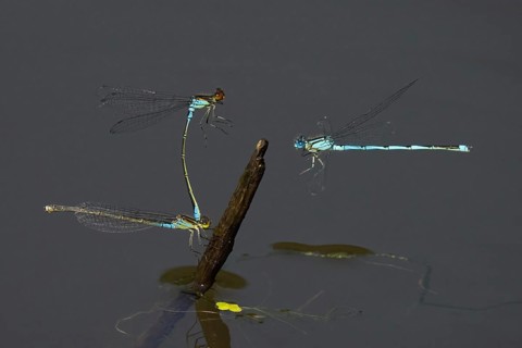 Small red-eyed damselfly (Erythromma viridulum), male and female on deadwood, Cupwinged Dragonfly