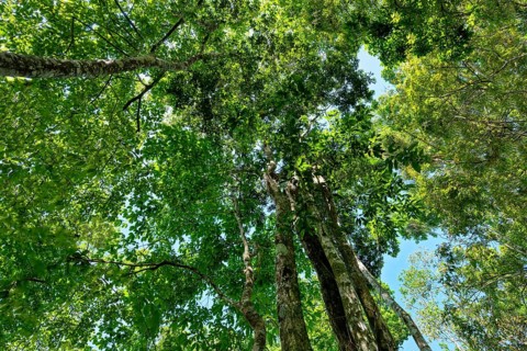 Giant tree in the flooded rainforest along the Rio Negro, Manaus, Amazonia State, Brazil, South