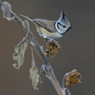 Crested Tit (Lophophanes cristatus), on sunflower stalk, Biosphere Reserve, Swabian Alb,