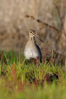 Common Snipe (Gallinago gallinago), Emsland, Lower Saxony, Germany, Europe