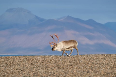 Svalbard Reindeer (Rangifer tarandus platyrhynchus), male, bull with blood-red antlers, tundra in