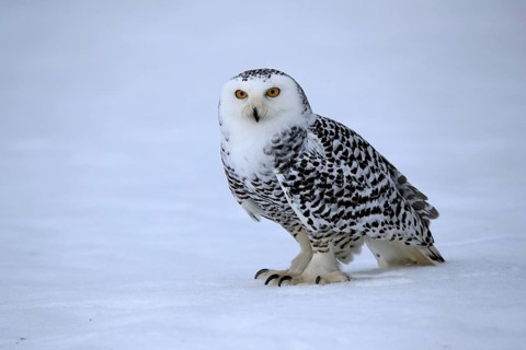 Snowy owl (Nyctea scandiaca), snowy owl, adult, alert, in the snow, foraging, in winter, Bohemian