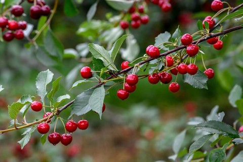 Cherries on a cherry tree, Mösbach, Black Forest, Ortenau district, Baden-Württemberg, Germany,