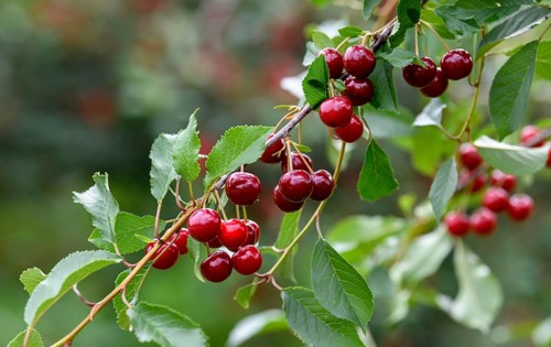 Cherries on a cherry tree, Mösbach, Black Forest, Ortenau district, Baden-Württemberg, Germany,