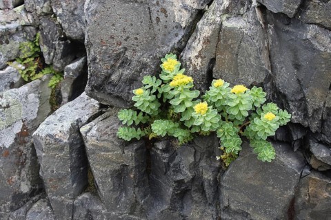 Goldmoss stonecrop (Sedum acre) flowers on a rock in the tundra, Lapland, Northern Norway, Norway,