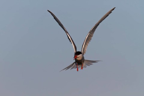Common Tern (Sterna hirundo), flight study, animal in flight, Lower Saxon Wadden Sea National Park,