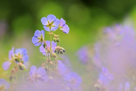 Cranesbill (Geranium wallichianum), Geraniaceae, Göggingen, Baden-Württemberg, Germany, Europe