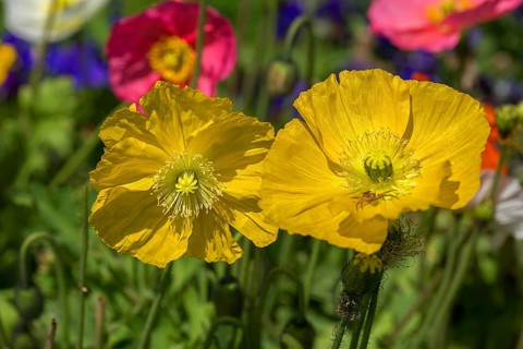 Yellow garden poppy (Papaver), Emmendingen city garden, Baden-Württemberg, Germany, Europe