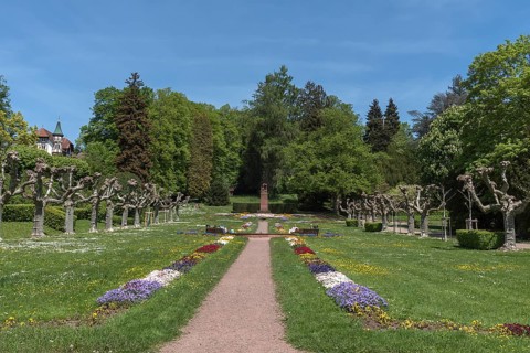 City garden with plane tree avenue (Platanus), Emmendingen, Baden-Württemberf, Germany, Europe