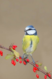 Blue Tit (Parus caeruleus) on Green Barberry (Berberis thunbergii) with red berries in autumn,