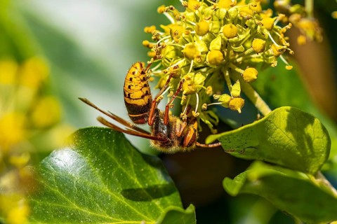 European hornet (Vespa crabro), close-up, Lower Austria, Austria, Europe