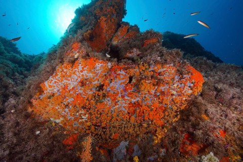 Yellow cluster anemone (Parazoanthus axinellae) and orange upholstery sponge (Reniera fulva) in the
