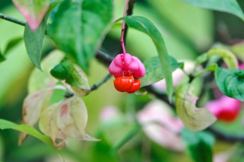 European spindle (Euonymus europaeus), October, Germany, Europe