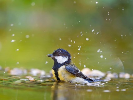 Great tit (Parus major), adult bird standing in shallow water and bathing, Solms, Hesse, Germany,