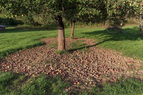 Fallen apples under an apple tree (Malus) in a meadow orchard, Bavaria, Germany, Europe