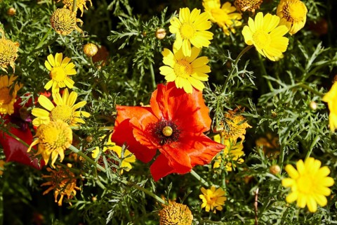 Spring meadow, poppy (Papaver frumentum), close-up, macro, near Valdichiesa, Salina, Aeolian