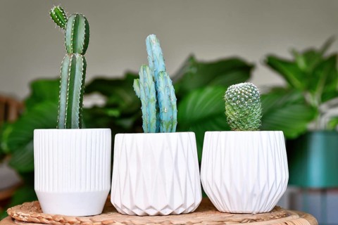 Three different small cacti houseplants in flower pots on table in living room