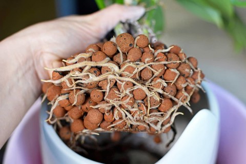 Example of house plant with well grown roots in expanded clay pellets in passive hydroponics