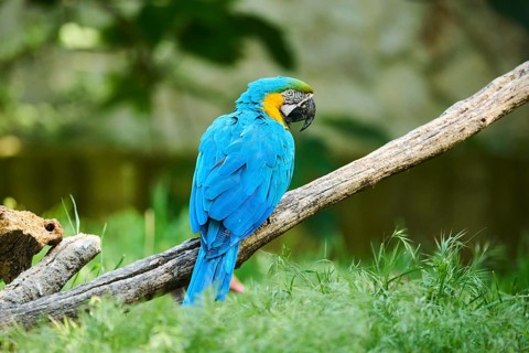 Blue-and-yellow macaw (Ara ararauna) sitting on a wood, captive, distribution south america