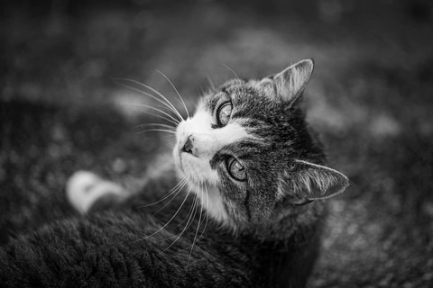 European shorthaired felidae (Felis catus), mackerel coat, looking at the camera, Lower Austria,