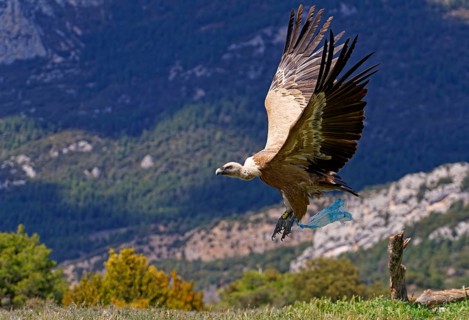 Griffon vulture (Gyps fulvus) with plastic bag, flight, Pyrenees, Catalonia, Spain, Europe