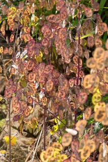 Autumn annual honesty (Lunaria), Bavaria, Germany, Europe