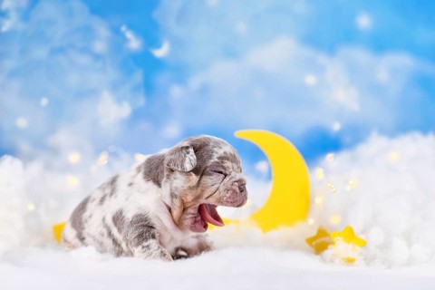 Yawning French Bulldog dog puppy between fluffy clouds with moon and stars