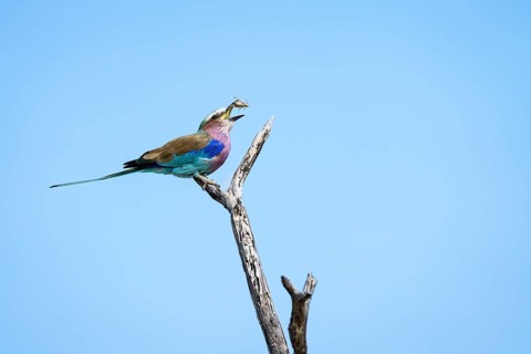 Lilac-breasted roller (Coracias caudatus) perched on a branch catching a bug. Etosha National Park,