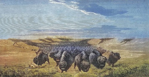 Large herd of bison on the Missouri prairie, 1869, America, Historic, digitally restored