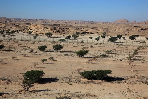 Wadi Dawqah, Incense Tree Cultures, UNESCO World Heritage Site, frankincense (Boswellia Sacra)