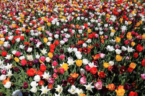 Many colourful tulips in one area