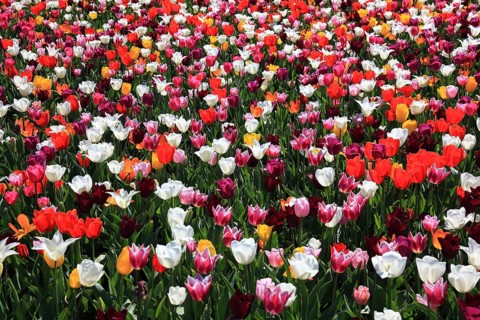 Many colourful tulips in one area
