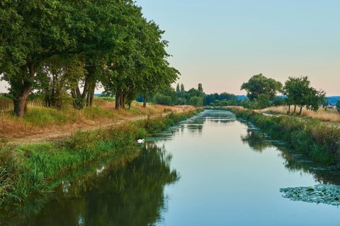 The old Ludwig-Donau-Main-Kanal with a Mute swan (Cygnus olor) near Neumarkt at sunrise, Upper