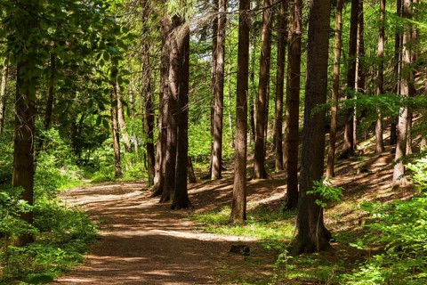 The Tharandt Forest, formerly known as the Grillenburg Forest, is a landscape in the centre of