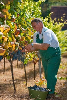 Grape grape harvest in the Spaargebirge near Meißen