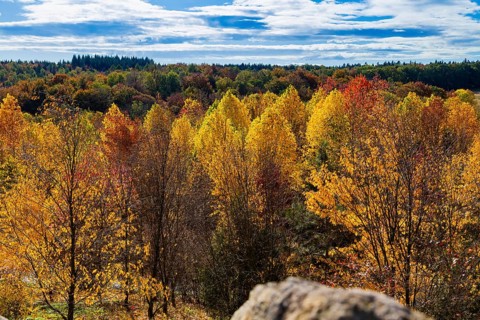 The Forest Botanical Garden Tharandt is an institution of the Technical University of Dresden and