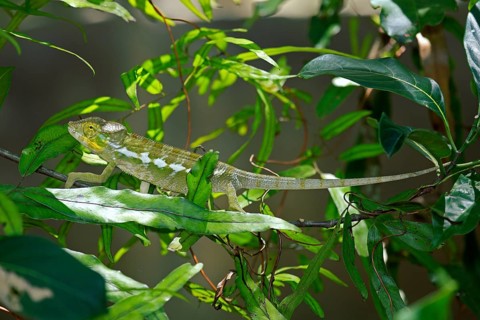 Panther Chameleon (Furcifer pardalis), young, Madagascar, Africa