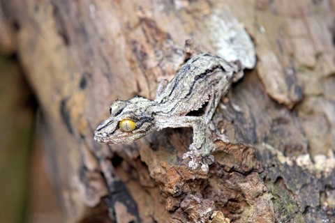 Mossy mossy leaf-tailed gecko (Uroplatus sikorae), Madagascar, Africa