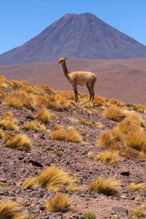Vicunia (Vicugna vicugna) (Llama vicugna), Vicuna, Altiplano, Chile, South America