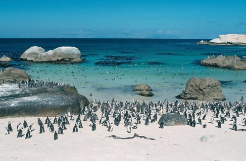 Jackass Penguin (Spheniscus demersus) colony, Boulders Beach, South Africa, Africa