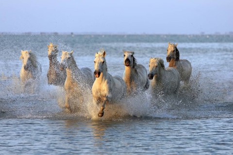 Camargue horses run through water, Camargue, Provence, South of France, Camargue horse, white horse