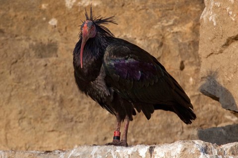 Northern bald ibis (Geronticus eremita), captive, Bad Mergentheim Wildlife Park, Baden-Württemberg,