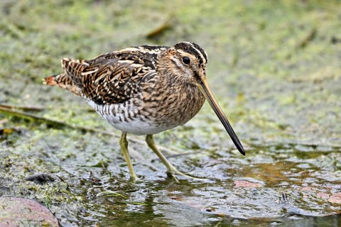 Common snipe (Gallinago gallinago), foraging, Switzerland, Europe
